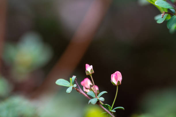 Many small flowers in the park including Ume flower (plum flower)