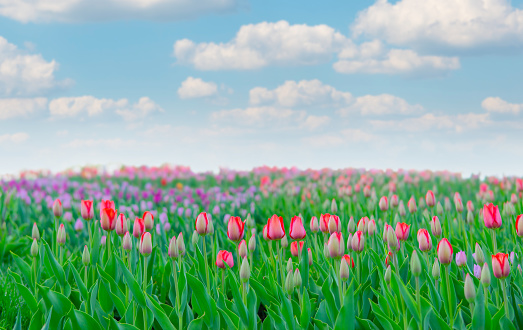 Field filled with blooming tulips and cumulus clouds above on a sunny spring day, selective focus.