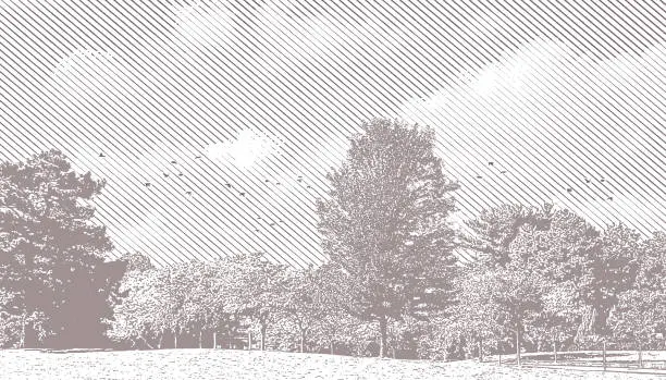 Vector illustration of Treelined public park and flock of birds