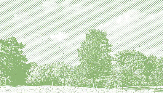 Vector illustration of a Treelined public park and flock of birds