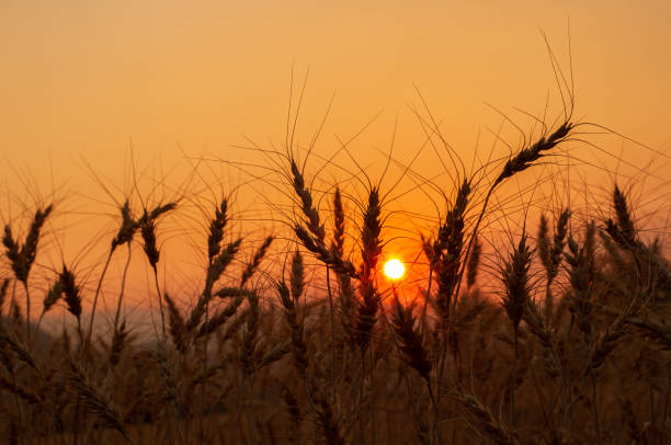 istock golden wheat field at sunset, silhouette 1389817096