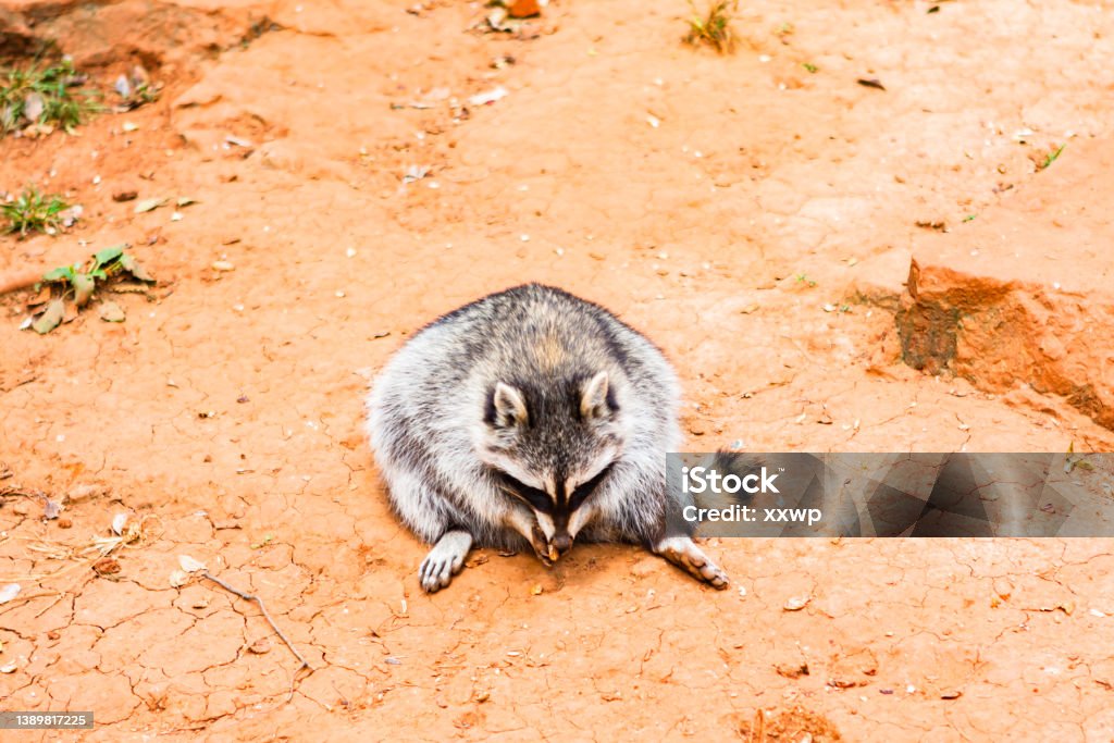 A fat raccoon sits on the ground and eats peanuts Humor Stock Photo