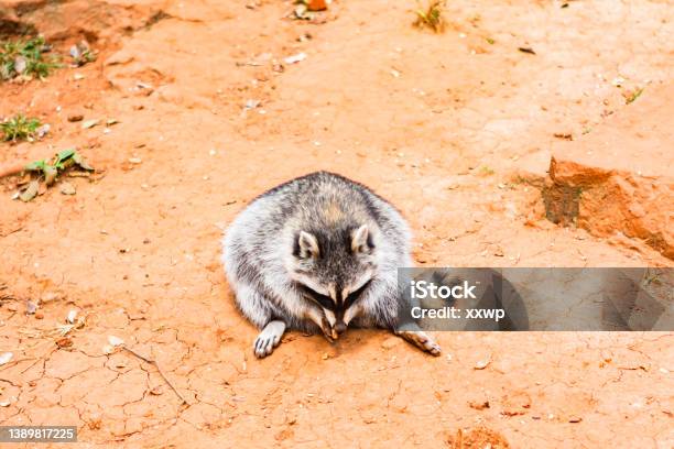 A Fat Raccoon Sits On The Ground And Eats Peanuts Stock Photo - Download Image Now - Humor, Raccoon, Adipose Tissue