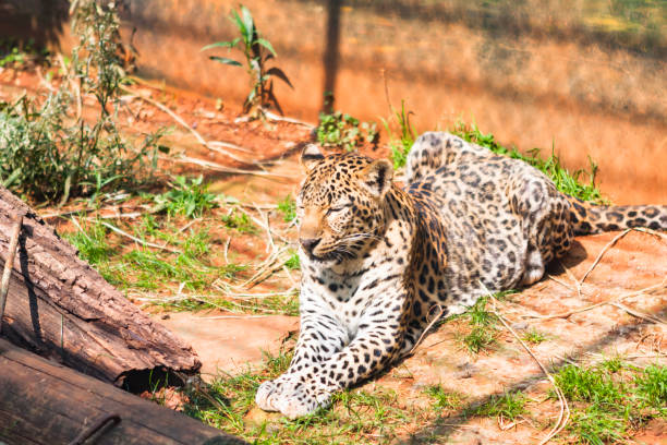 Stunning portrait captures the essence of a leopard (Panthera pardus), epitomizing grace, power, and the allure of the wild.