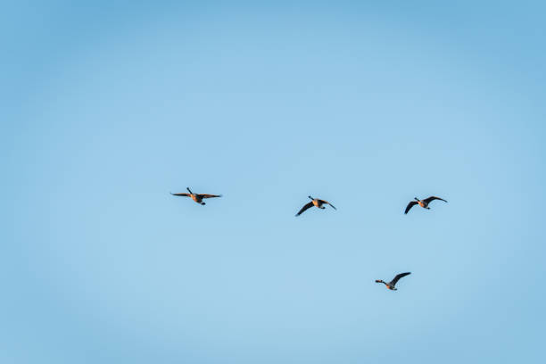 istock Beautiful Flying Canada Goose in the Sky 1389818766