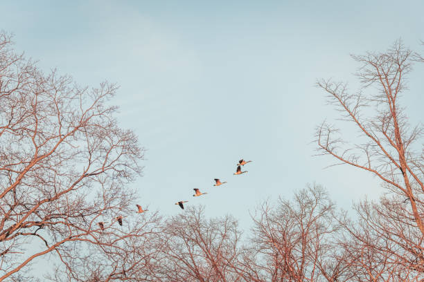 istock Beautiful Flying Canada Goose in the Sky 1389818838