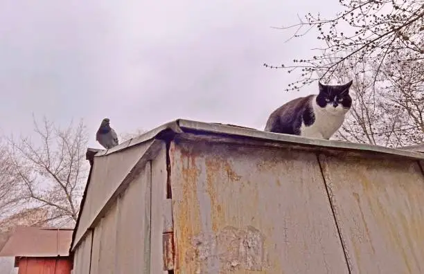 Photo of A cat and a pigeon sit on a rusty roof and look anxiously into the camera. The atmosphere of sadness and despondency.