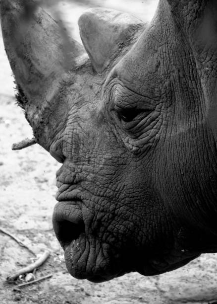 istock Closeup of a white rhinoceros 1389820909