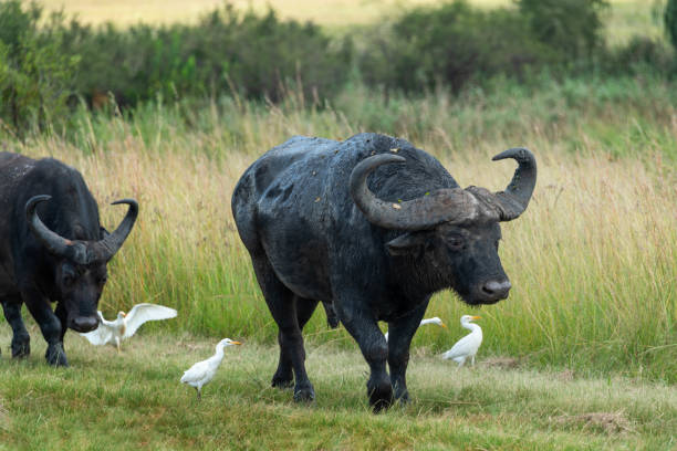 istock Cape Buffalo at Rietvlei Nature reserve 1389820955