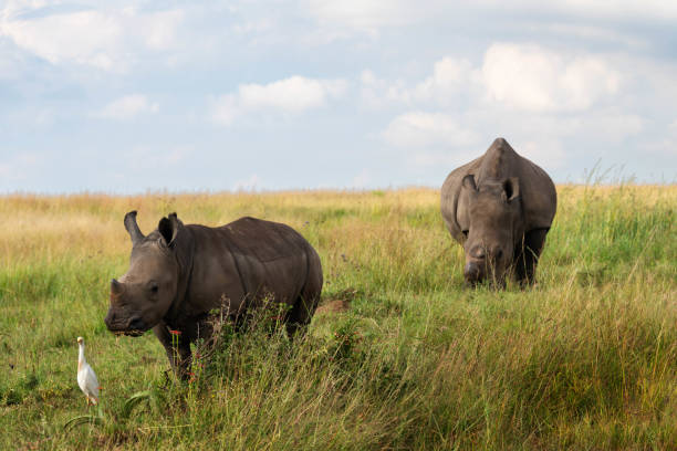 istock White Rhinoceros grazing 1389820968
