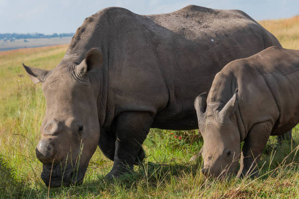 istock White Rhinoceros grazing 1389820973