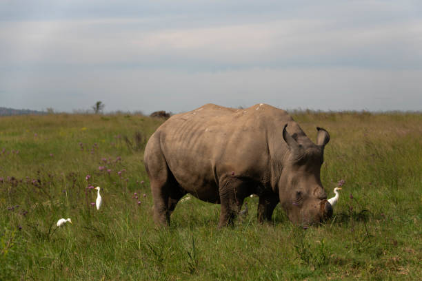 istock White Rhinoceros grazing 1389820995