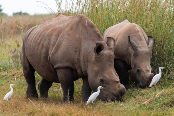 istock A female white rhinoceros grazing with her calf 1389821026