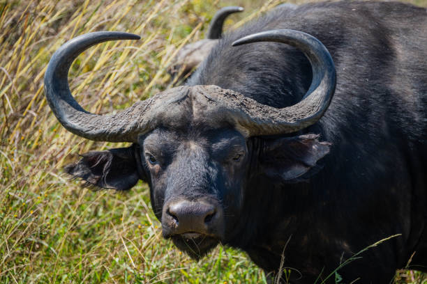 istock Cape Buffalo at Rietvlei Nature reserve 1389821030