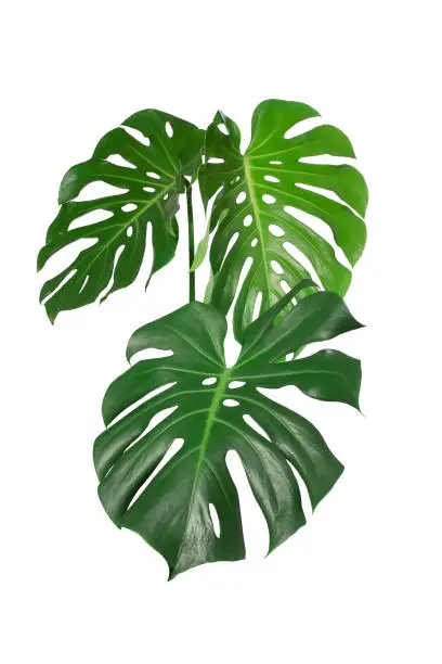 Photo of Dark green leaves of monstera or split leaf philodendron (Monstera deliciosa) tropical foliage plant growing in forest isolated on a white background, Monstera Deliciosa plant leaves. web designs.