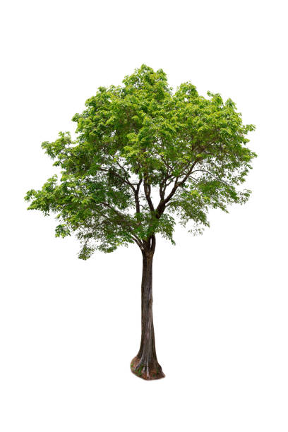 istock Isolated (Burma padauk) Pterocarpus macrocarpus trees on white background. tropical trees isolated used for design, advertising and architecture. 1389821814