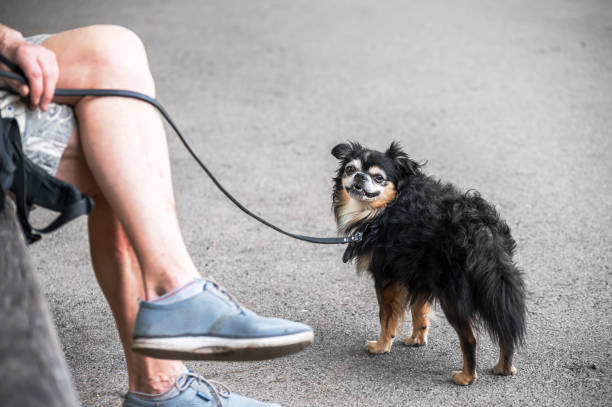 istock A man sits on a park bench next to a small dog on a leash. 1389822313