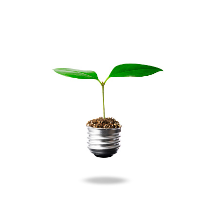 Close-up of first sprout from light bulb in mid-air on white background.
Recycling concepts.