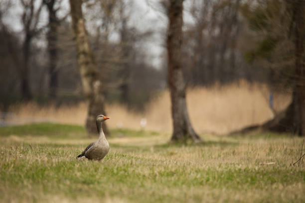Single wild goose in a meadow