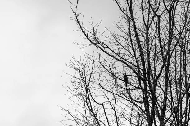 istock bird silhouette on branch 1389825088
