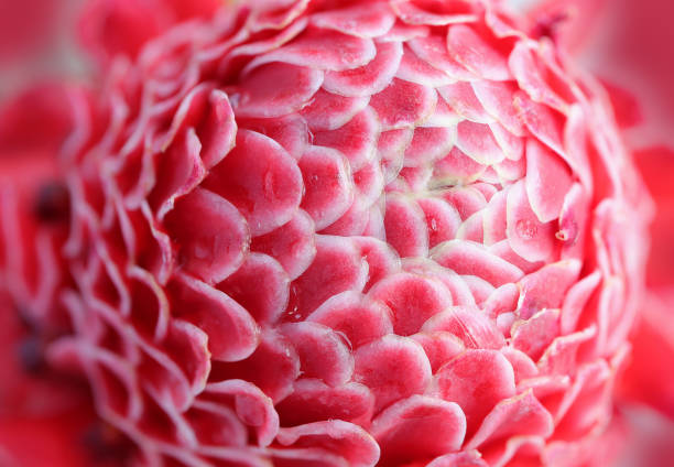 fleur ornementale de gingembre, gros plan de pétale de fleur de gingembre de torche rouge ou etlingera elatior dans le jardin. - torch ginger photos et images de collection