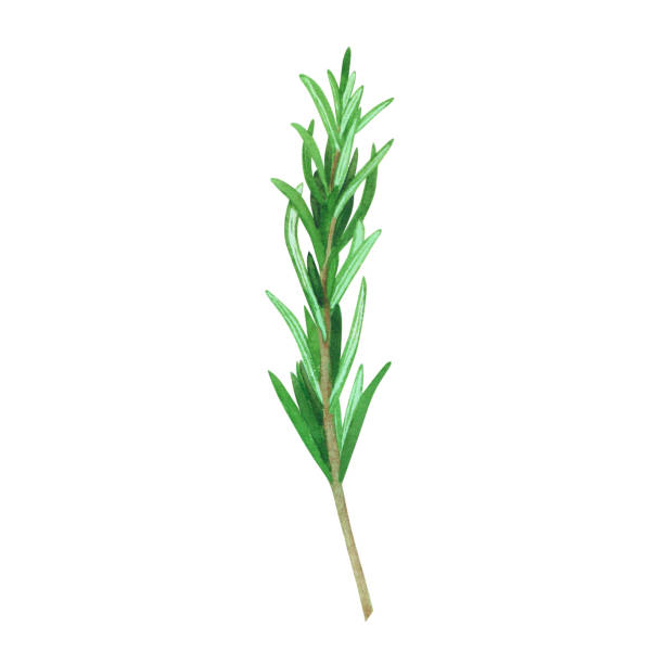 istock Culinary fresh rosemary. Watercolor illustration culinary herbs for cooking Isolated on white background. Art for design 1389825434