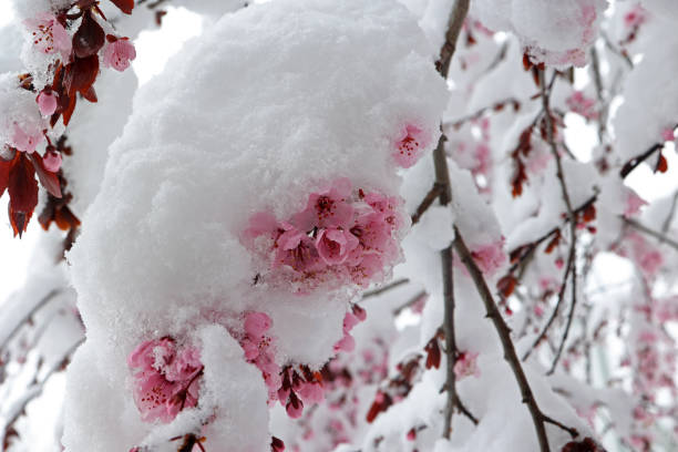 istock Blossoming cherry in the snow. Winter has returned. 1389825450