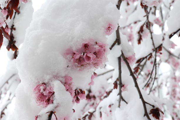 istock Blossoming cherry in the snow. Winter has returned. 1389825537