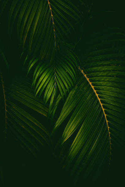 istock Green palm leaf pattern texture abstract background. Copy space for graphic design tropical summer and nature environment concept. 1389827759