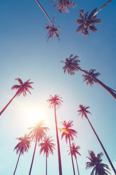 istock Tropical palm tree with sun light on sunset sky and cloud abstract background. Summer vacation and nature travel adventure concept. 1389827793