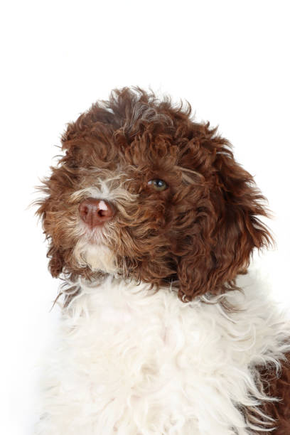 Lagotto Romagnolo Lagotto Romagnolo dog isolated on studio lagotto romagnolo stock pictures, royalty-free photos & images