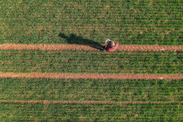 istock Farmer using remote controller to fly the agricultural drone and observe the cultivated wheat field 1389828203