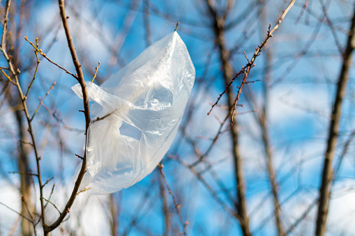 Plastic bag trapped in tree branches