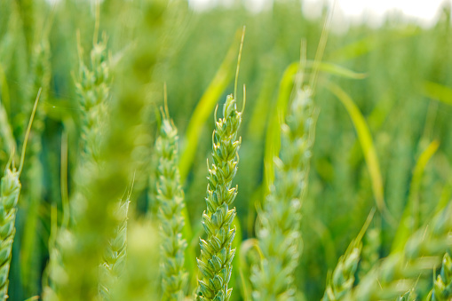 Wheat field . Production of flour products. Green ears. Spikelets of wheat close-up.