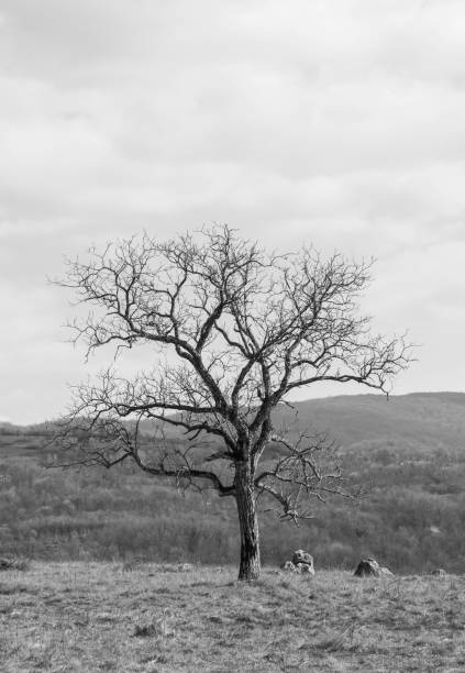 un arbre noir et blanc au sommet d’une colline - white black tree fog photos et images de collection