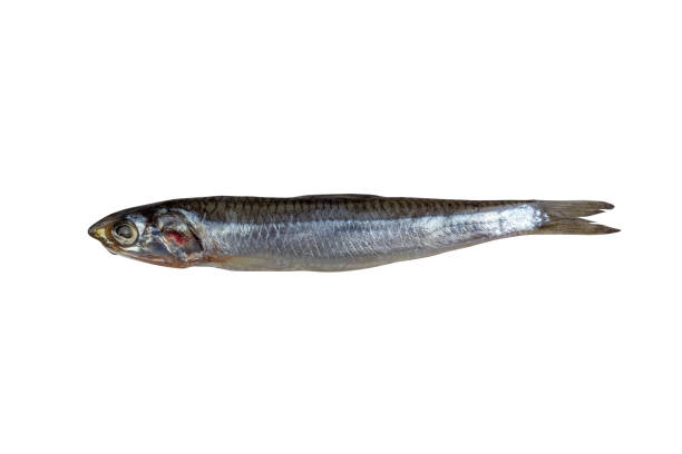 istock salted fish european anchovy isolated on a white background 1389830800