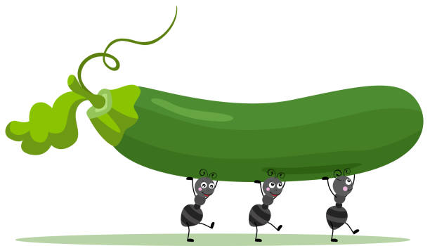 Cute ants carrying a fresh green courgette Scalable vectorial representing a cute ants carrying a fresh green courgette, element for design, illustration isolated on white background. edible ants stock illustrations