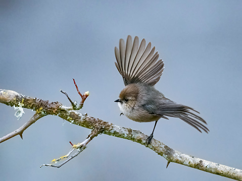 A Bushtit taking off from a tree branch in the Willamette Valley of Oregon. Has a soft, defocused sky background. Edited.