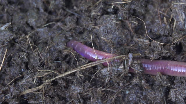 Earthworm crawling on the dirt