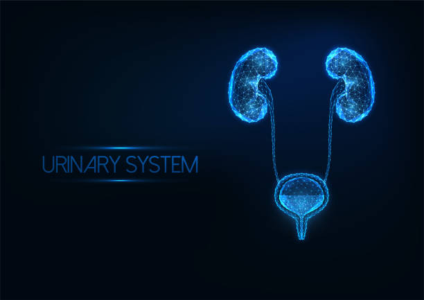 Futuristic human urinary system concept with glowing low polygonal kidneys and bladder on dark blue Futuristic human urinary system concept with glowing low polygonal anatomical kidneys and bladder isolated on dark blue background. Modern wire frame mesh design vector illustration. bladder stock illustrations