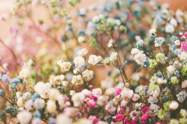 istock Multicolored gypsophila flowers. 1389836209