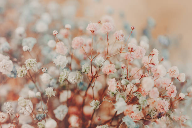 istock Multicolored gypsophila flowers. 1389836212