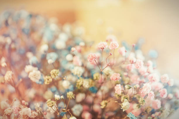 istock Multicolored gypsophila flowers. 1389836213