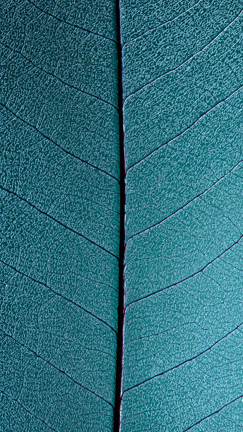 istock skeleton leaf texture vertical close-up. biophilic nature-inspired textured background. authentic naturalness organic design macro photo 1389836930