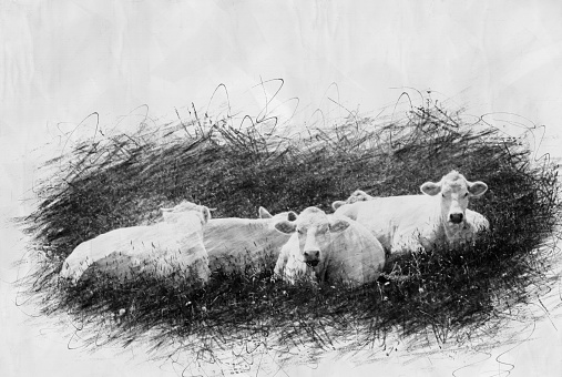 white cows lying in the grass in a pencil drwing style