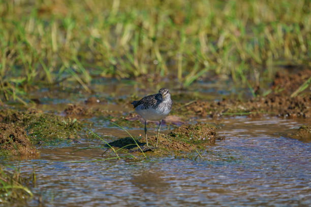 istock Wood Sandpiper 1389839413