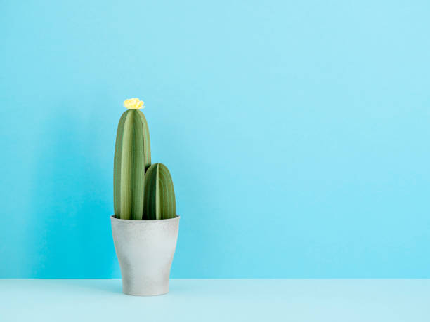 istock Pot with artificial blooming succulent plant on blue background.
Creative three-dimensional paper cactuses for office design. Exotic summer concept. Side view, copy space. 1389841299