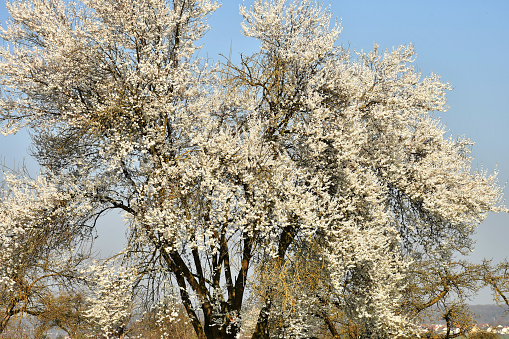 mirabelle blossom on a blue sky