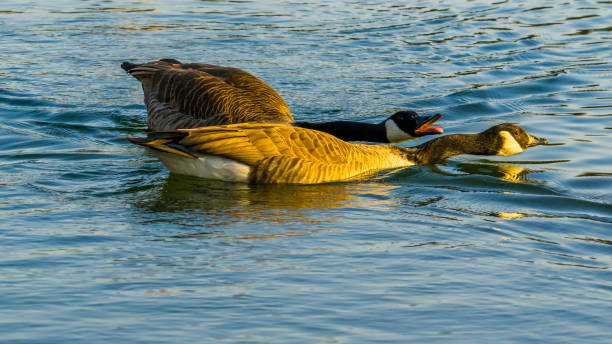 istock Canada goose chases another one on lake 1389842102