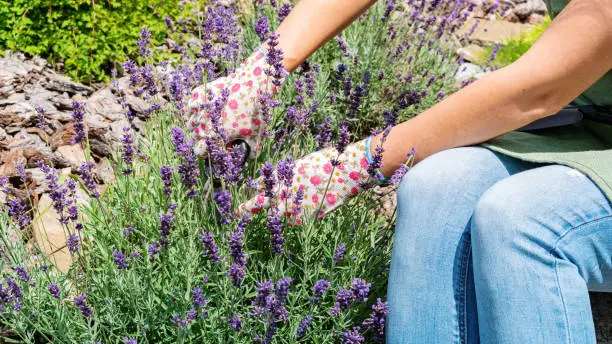 How to grow and take care of French lavender plant outdoors. Pruning lavender with a secateurs. A gardener in gloves and an apron takes care of a blooming flower garden.